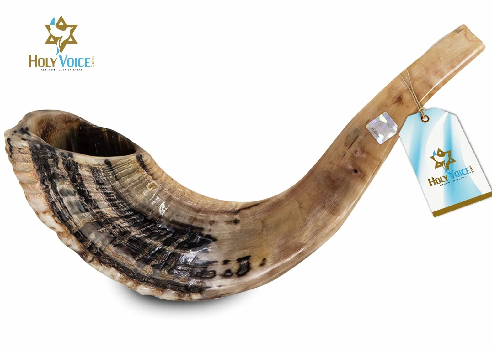 Holy Voice Cuerno kosher Ram Shofar de Israel de 14 a 16 pulgadas tradicional medio pulido, instrumento musical judío antiguo de Tierra Santa, boquilla suave para soplar fácilmente, sonido claro