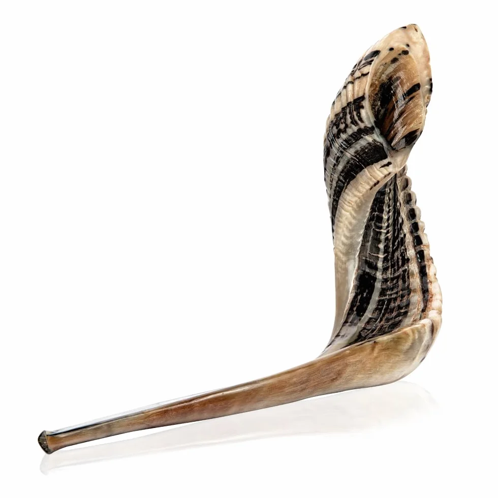 Holy Voice Cuerno kosher Ram Shofar de Israel de 14 a 16 pulgadas tradicional medio pulido, instrumento musical judío antiguo de Tierra Santa, boquilla suave para soplar fácilmente, sonido claro
