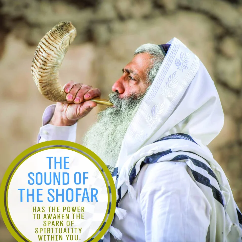 Holy Voice Cuerno kosher Ram Shofar de Israel de 14 a 16 pulgadas tradicional medio pulido, instrumento musical judío antiguo de Tierra Santa, boquilla suave para soplar fácilmente, sonido claro
